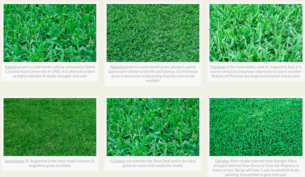 st. augustine grass buyers guide